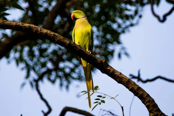 Tiro Foco Seletivo Papagaio Verde Empoleirado Galho Árvore — Fotografia de Stock