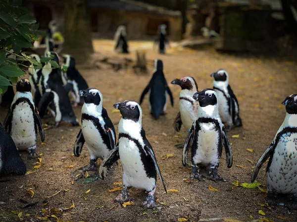 Крупный План Группы Пингвинов Зоопарке Амстердама Нидерланды — стоковое фото