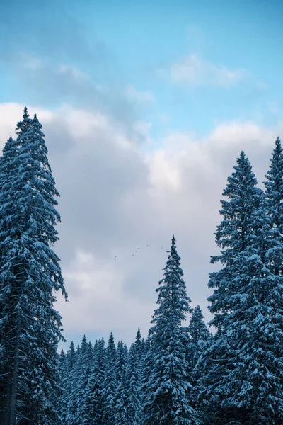 Tiro Ângulo Baixo Coníferas Uma Floresta Coberta Neve Céu Nublado — Fotografia de Stock