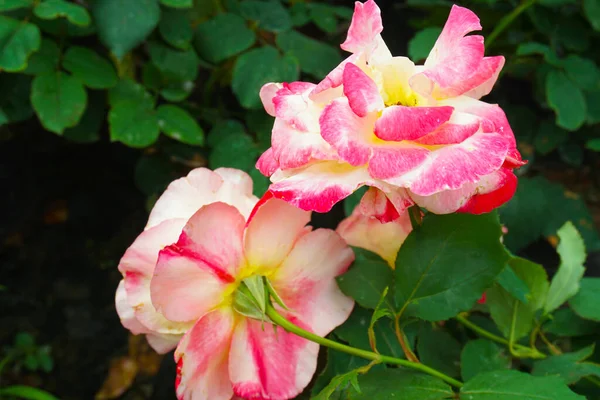 Крупный План Розовой Розы Двойной Восторг Размытом Фоне — стоковое фото