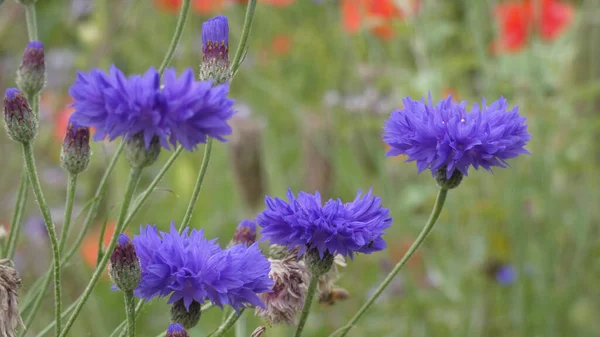 Detailní Záběr Modré Květy Kvetoucí Zahradě Rozmazaným Pozadím — Stock fotografie
