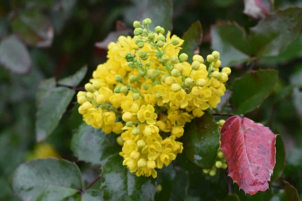 Close Arbusto Mahonia Flor Amarela — Fotografia de Stock