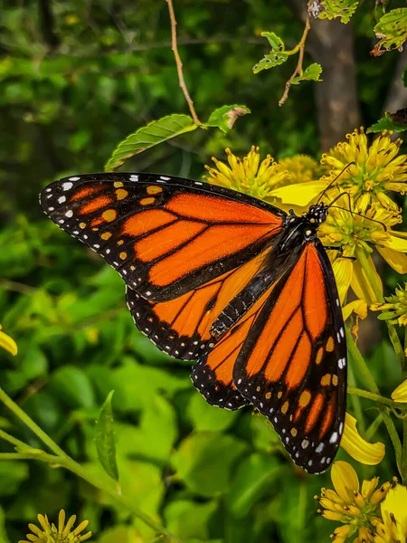 Gros Plan Papillon Monarque Danaus Plexippus Sur Fond Flou — Photo