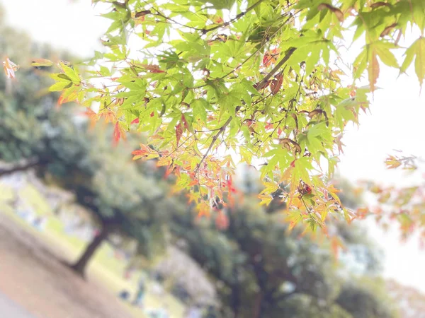 Крупный План Ветвей Дерева Зелеными Красными Желтыми Листьями — стоковое фото