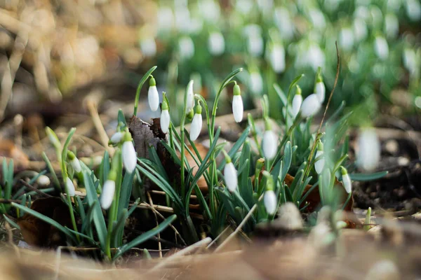 Tarladaki kar damlası buketi