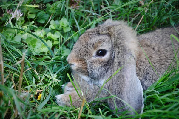 Cute Adorable Holland Lop Lying Green Grass Spring — Stock Photo, Image