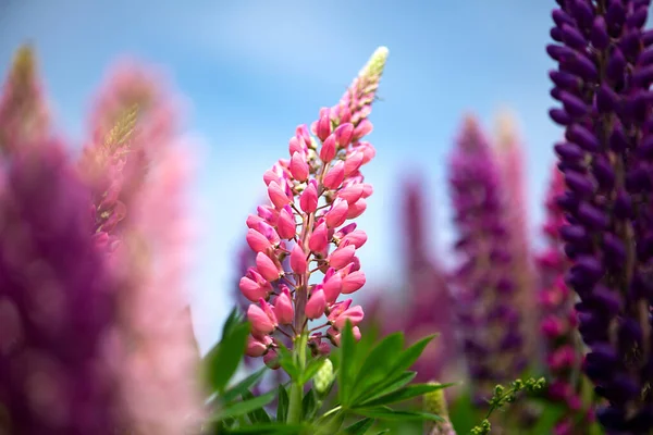 背景がぼやけている牧草地で 長いピンクの花のクローズアップショット — ストック写真