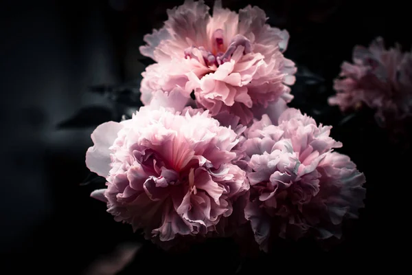 Primer Plano Florecientes Peonías Rosadas Esponjosas —  Fotos de Stock