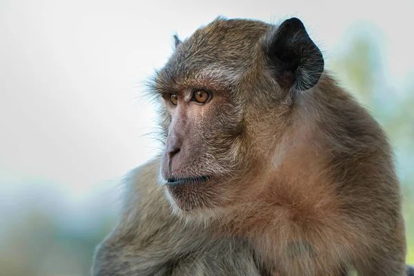 배경에 원숭이의 — 스톡 사진