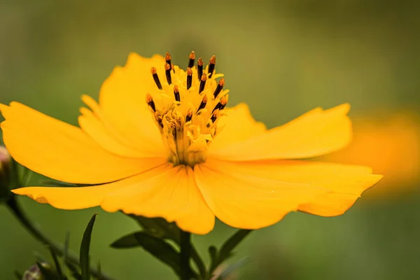 Valokuva Kauniista Keltaisesta Kukasta — kuvapankkivalokuva