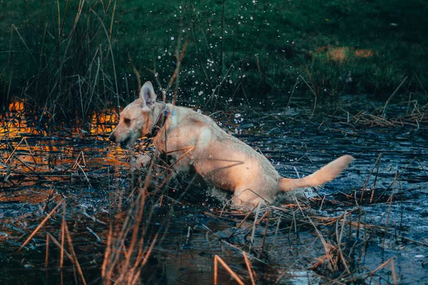 Selektivní Ostření Výstřel Psa Běžícího Vody — Stock fotografie