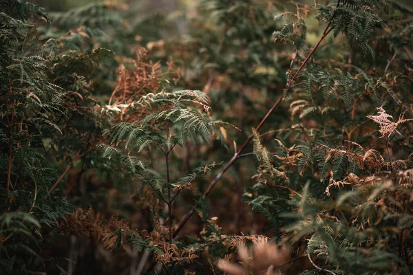 Une Prise Vue Sélective Des Plantes Vertes Brunes — Photo