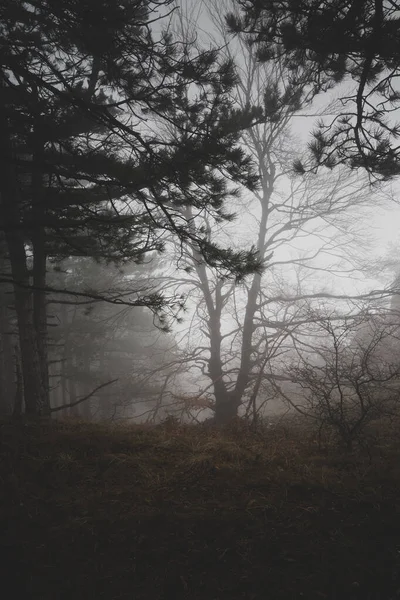 Tiro Vertical Árvores Com Galhos Nus Uma Floresta Dia Nebuloso — Fotografia de Stock