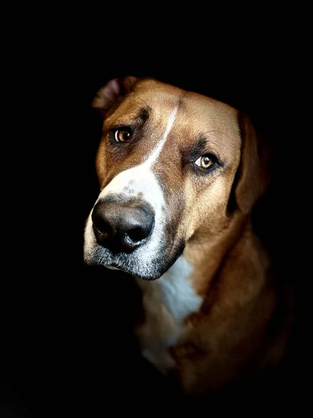 Крупный План Печальной Собаки Черном Фоне — стоковое фото