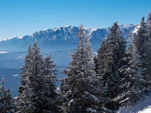 루마니아 브라쇼브의 눈덮인 산에서 겨울을 소나무 — 스톡 사진
