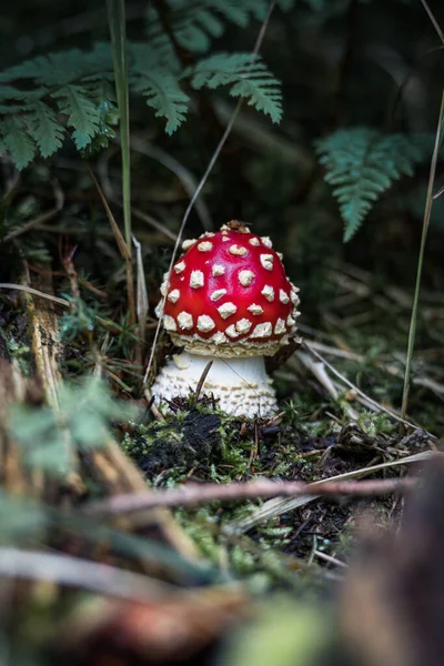 Closeup Shot Mushroom Forest — Stock Photo, Image