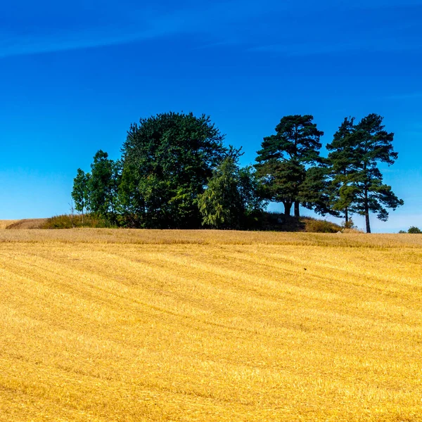 Malebný Pohled Pšeničné Pole Několika Stromy — Stock fotografie