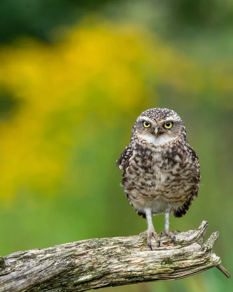 黄色の背景がぼやけた鋭い木の枝にある洞窟のフクロウのクローズアップ — ストック写真