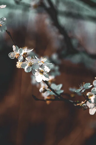 Vertikal Bild Vita Blommor Ett Träd Suddig Bakgrund — Stockfoto