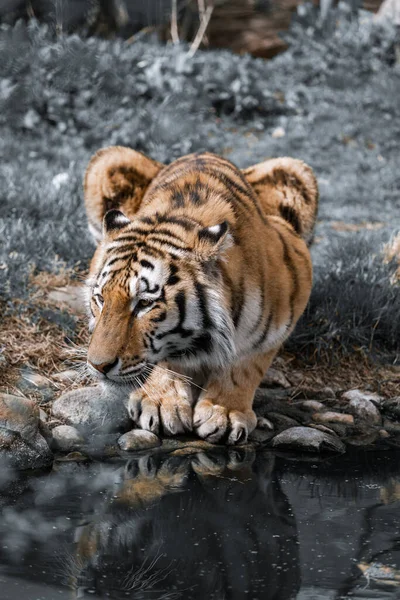 在我们大自然的荒野中 一只老虎在湖边的垂直镜头 — 图库照片