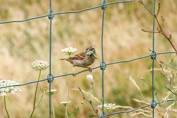 House Sparrow Passer Domesticus Insect Its Beak Perched Fence — Stock Photo, Image