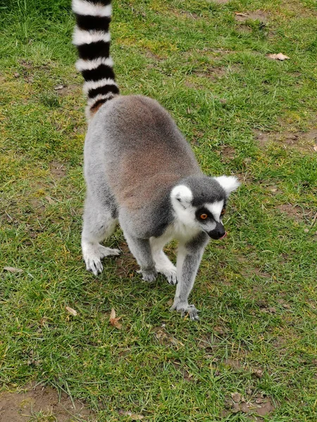 Ring Tailed Lemur Lemur Catta Walking Grass Wingham Wildlife Park — Stock Photo, Image