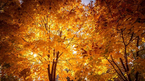 Low Angle Shot Maple Trees Golden Leaves — Stock Photo, Image