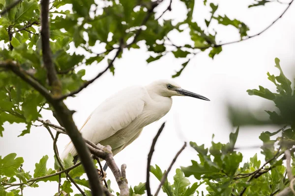 Een Selectieve Focusshot Van Een Kleine Zilverreiger Die Een Boom — Stockfoto