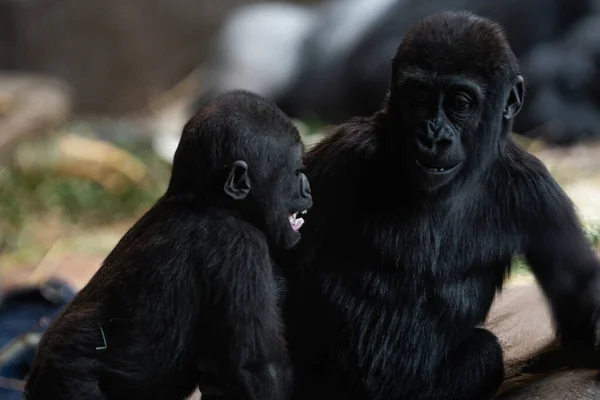 Dos Jóvenes Gorilas Hábitat Natural — Foto de Stock