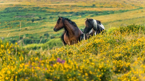 Dois Cavalos Campo Sul Inglaterra — Fotografia de Stock