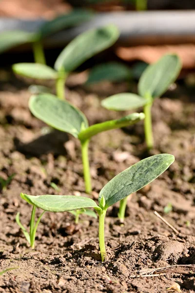 Primer Plano Vertical Plántulas Calabaza Jóvenes Campo Del Agricultor Bajo — Foto de Stock