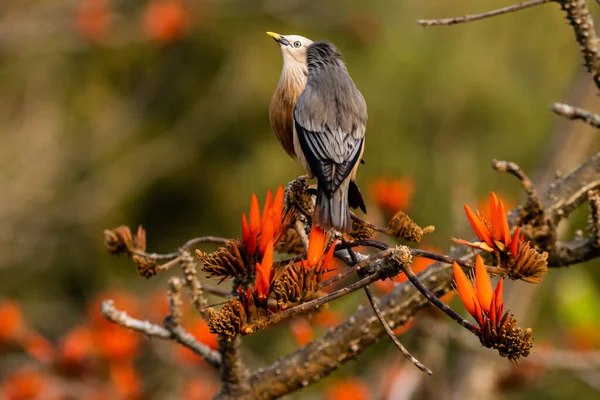 Selektivní Záběr Dvou Starlingových Ptáků Sedících Kvetoucí Větvi Stromu — Stock fotografie
