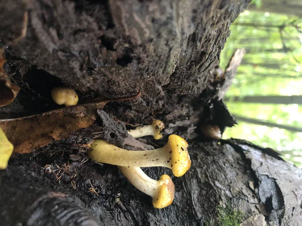 Close Leotia Lubrica Fungo — Fotografia de Stock