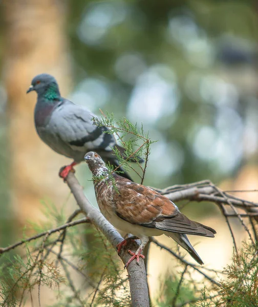 Vertical Shot Two Pigeons Perched Tree Branch Bokeh Background — Stock Photo, Image