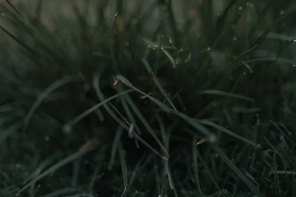 Ett Färskt Grönt Gräs Med Lätt Morgondagg Droppar Närbild Vatten — Stockfoto