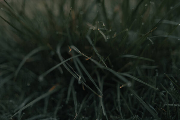 A fresh green grass with light morning dew drops close up. Water drops on fresh grass after rain.