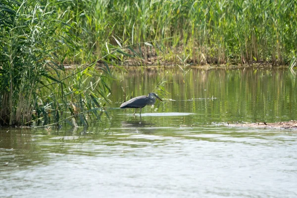 Beautiful Shot Gray Heron Standing Shallow Lake Water Plants Bright — Stock Photo, Image