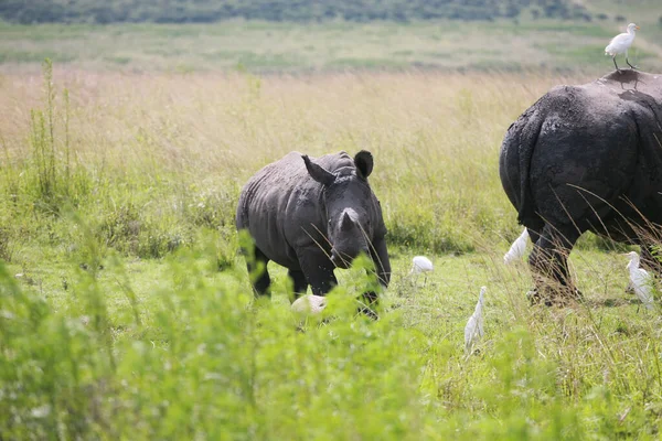 Das Nashorn Auf Wanderschaft Der Wildnis — Stockfoto