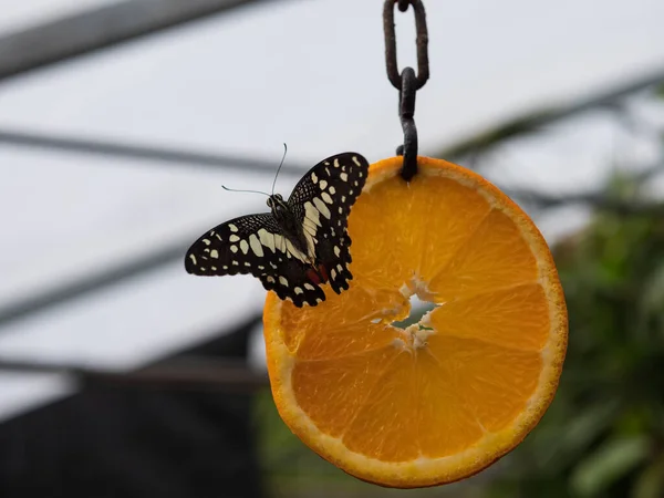 在挂在链条上的橙子片上的普通石灰蝴蝶特写镜头 — 图库照片