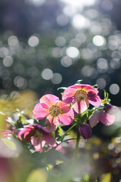 Helleborus Çiçeklerinden Seçici Bir Çiçek — Stok fotoğraf