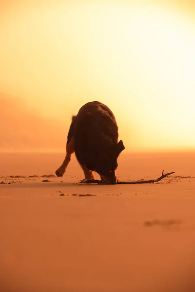 Eine Vertikale Aufnahme Eines Hundes Der Während Des Sonnenaufgangs Einen — Stockfoto