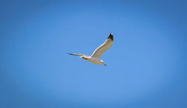 Біла Чайка Літає Яскраво Синьому Небі — стокове фото