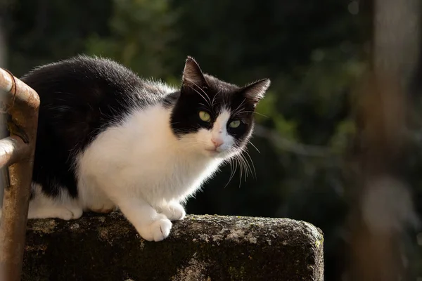 公園に座っている間 黄色の目をした黒と白の猫のクローズアップショット — ストック写真
