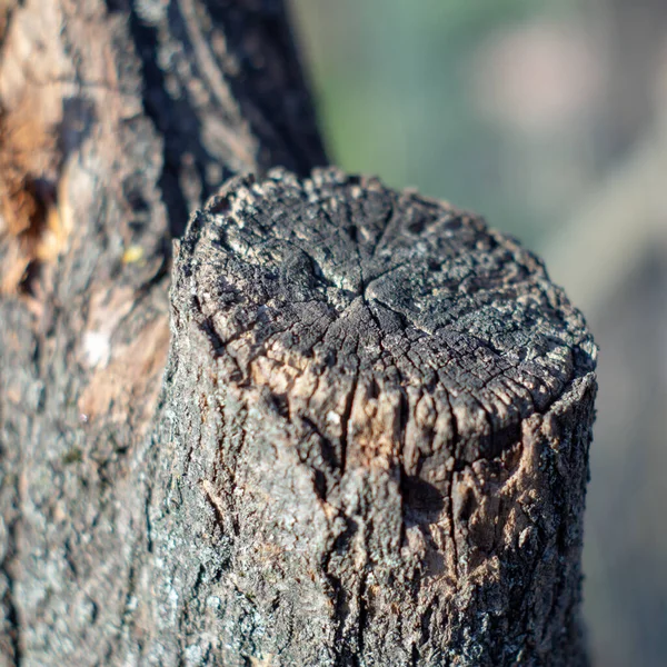 Close Dos Detalhes Uma Velha Árvore Corte Com Fundo Embaçado — Fotografia de Stock