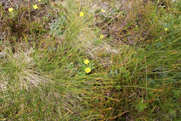 Alcune Cinquefoil Crescono Sul Terreno Circondate Rocce — Foto Stock