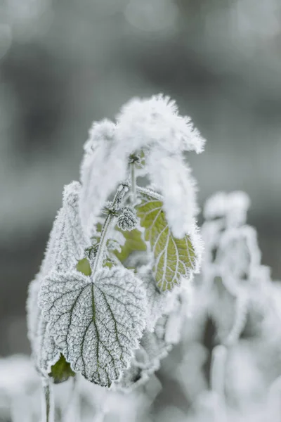 Tiro Vertical Folhas Verdes Cobertas Neve — Fotografia de Stock