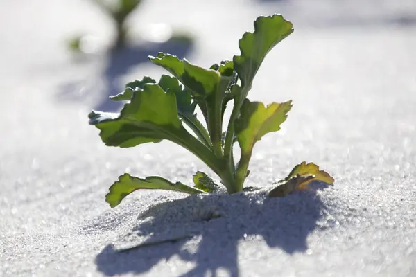 Detailní Záběr Rostliny Rostoucí Písku — Stock fotografie