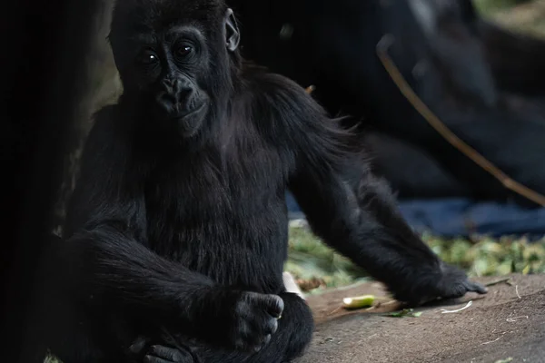 Ritratto Giovane Gorilla Nel Suo Habitat Naturale — Foto Stock