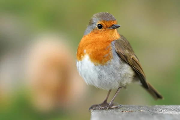 Close Pássaro Robin Pousando Superfície Concreto Contra Fundo Natureza Bokeh — Fotografia de Stock