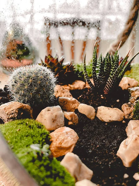 Een Close Shot Van Cactus Planten Omringd Door Stenen — Stockfoto